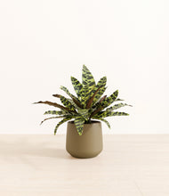 Load image into Gallery viewer, Olive*****Profile