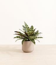 Load image into Gallery viewer, Eternal Gray*****Profile