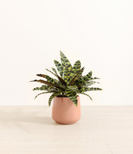 Load image into Gallery viewer, Calm Rose*****Profile