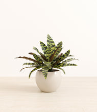 Load image into Gallery viewer, Shiny EggWhite*****Profile