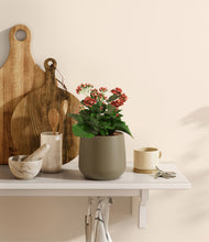 Load image into Gallery viewer, Olive