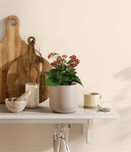 Load image into Gallery viewer, Eternal Gray