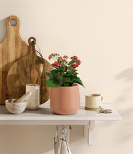 Load image into Gallery viewer, Calm Rose