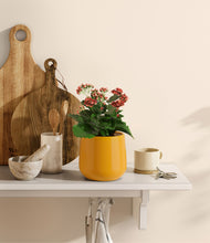 Load image into Gallery viewer, Mustard