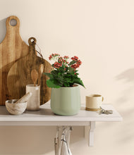 Load image into Gallery viewer, Turquoise