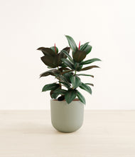 Load image into Gallery viewer, Sage Green*****Profile