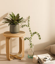 Load image into Gallery viewer, Olive