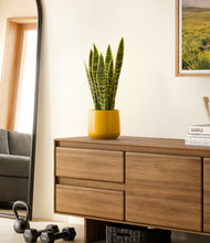 Load image into Gallery viewer, Mustard