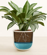 Load image into Gallery viewer, Natural Bamboo