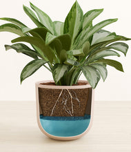 Load image into Gallery viewer, Sandy Pink