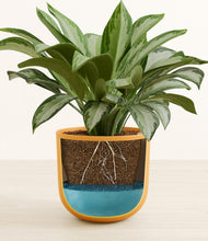 Load image into Gallery viewer, Sunset Orange