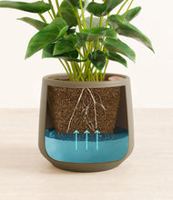 Load image into Gallery viewer, Olive