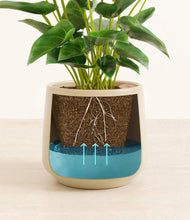 Load image into Gallery viewer, Almond Green