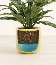 Load image into Gallery viewer, Key Lime Yellow