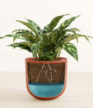 Load image into Gallery viewer, Earth Red stand:all