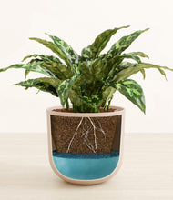 Load image into Gallery viewer, Sandy Pink stand:all