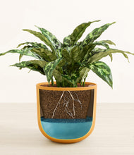 Load image into Gallery viewer, Sunset Orange stand:all