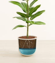 Load image into Gallery viewer, Natural Bamboo