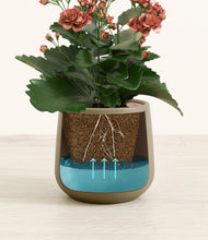 Load image into Gallery viewer, Olive