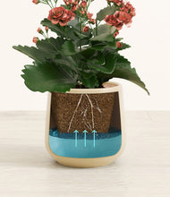 Load image into Gallery viewer, Almond Green