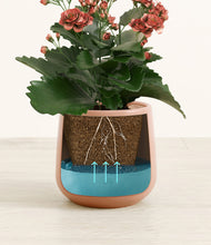 Load image into Gallery viewer, Calm Rose