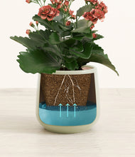 Load image into Gallery viewer, Turquoise