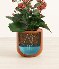 Load image into Gallery viewer, Glossy Red