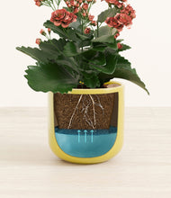 Load image into Gallery viewer, Key Lime Yellow