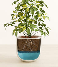 Load image into Gallery viewer, Natural Bamboo