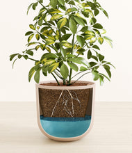 Load image into Gallery viewer, Sandy Pink