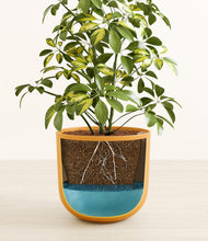 Load image into Gallery viewer, Sunset Orange