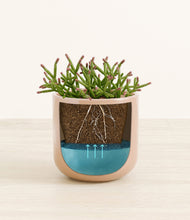 Load image into Gallery viewer, Glossy Pink stand:all