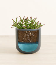 Load image into Gallery viewer, Iron Gray stand:all