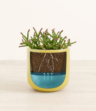 Load image into Gallery viewer, Key Lime Yellow stand:all