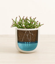 Load image into Gallery viewer, Cotton White stand:all