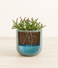 Load image into Gallery viewer, Reactive Aqua stand:all