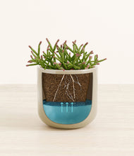 Load image into Gallery viewer, Sage Green stand:all