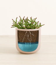 Load image into Gallery viewer, Sandy Pink stand:all