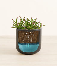 Load image into Gallery viewer, Stone Black stand:all