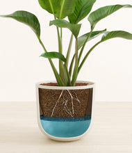 Load image into Gallery viewer, Natural Bamboo