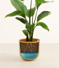 Load image into Gallery viewer, Sunset Orange