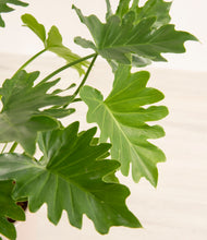 Load image into Gallery viewer, ALL