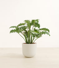 Load image into Gallery viewer, Natural Bamboo*****Profile