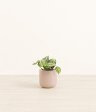 Load image into Gallery viewer, Sandy Pink*****Profile