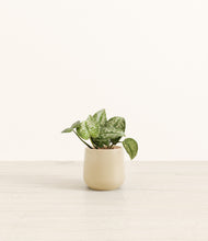 Load image into Gallery viewer, Almond Green*****Profile