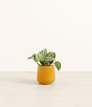 Load image into Gallery viewer, Mustard*****Profile
