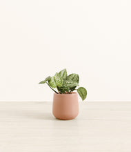 Load image into Gallery viewer, Calm Rose*****Profile