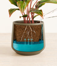 Load image into Gallery viewer, Olive