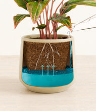 Load image into Gallery viewer, Almond Green