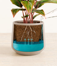 Load image into Gallery viewer, Eternal Gray